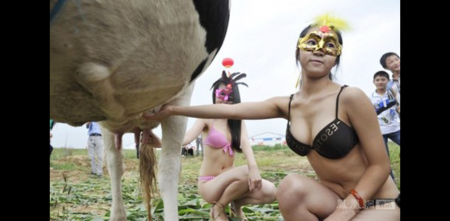 Trung Quốc là đất nước thường xuyên diễn ra những cuộc thi lợi dụng người đẹp “chân dài” để PR sản phẩm nhằm gây chú ý nhưng không lấy được cảm tình của công chúng. Ví như tháng 8 năm ngoái, cuộc thi hoa hậu bò sữa được diễn ra, các cô gái mặc bikini nóng bỏng vắt sữa bò, nhưng mục đích cuộc thi là tìm ra chú bò đẹp nhất.
